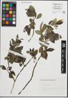 Foto von Salix pentandra L.